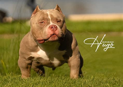 hublot bully stud fee|bully studs for sale.